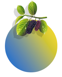 Termly Newsletters